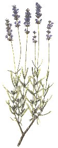 Lavendel