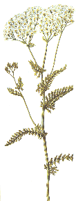 Scharfgabe